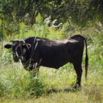 SAG006